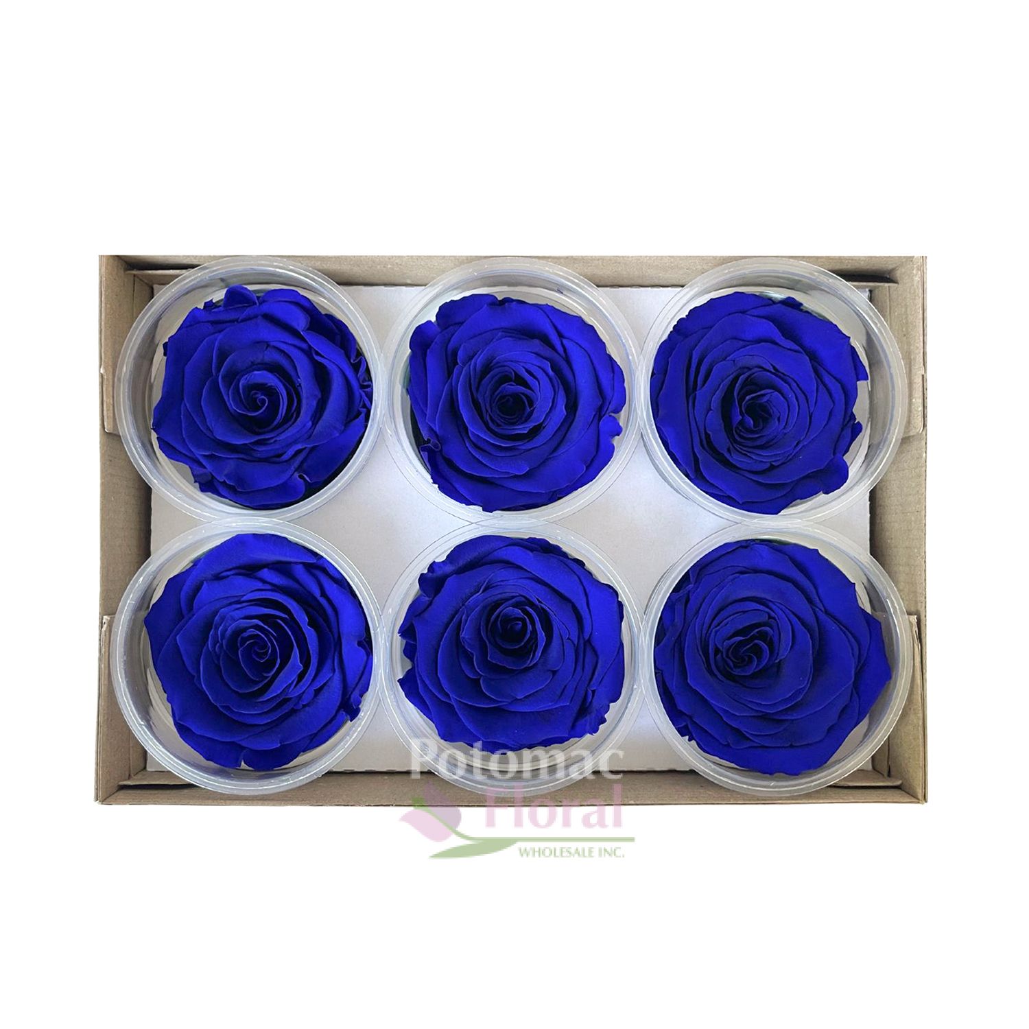 Dried XL Preserved Rose BLUE Potomac Floral Wholesale